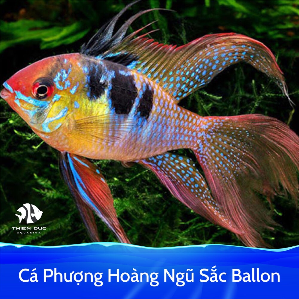 Nét đẹp đặc biệt của cá Phượng Hoàng trong thế giới cá cảnh