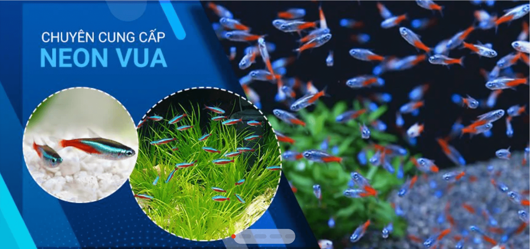 Mê mẩn với Top 5 shop cá cảnh TPHCM uy tín nhất.