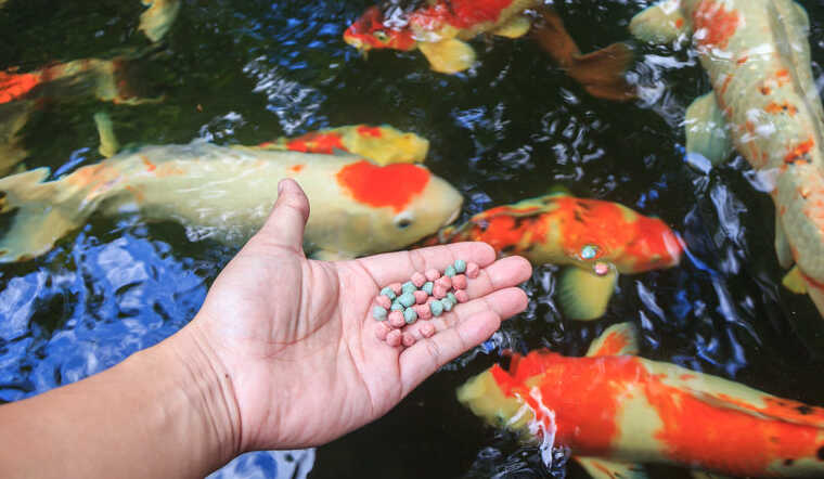 Sự quan trọng của việc lựa chọn thức ăn phù hợp cho cá cảnh