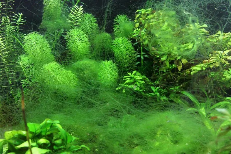 Kiến thức về Tảo