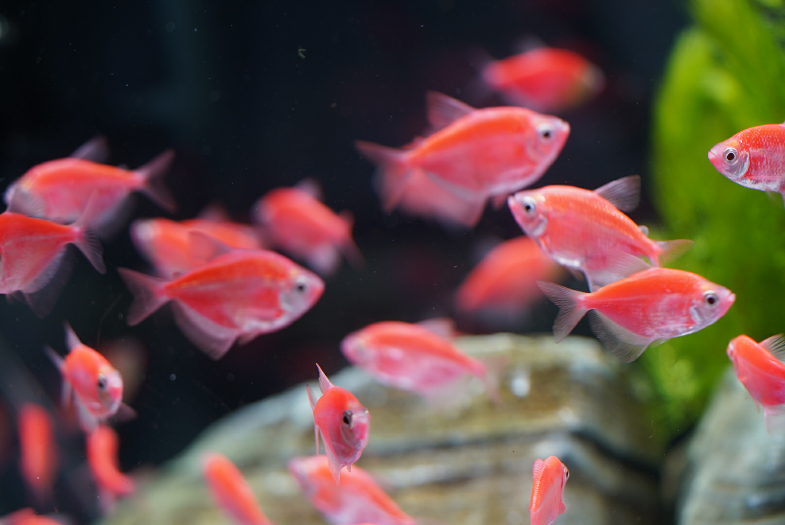 Mở Khóa Vẻ Đẹp của Cá Cảnh Trang Trí