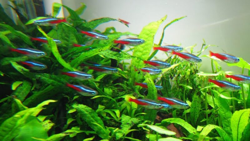 Vẻ Đẹp Sinh Động Của Các Dòng Cá Cảnh Thường Bơi Theo Đàn