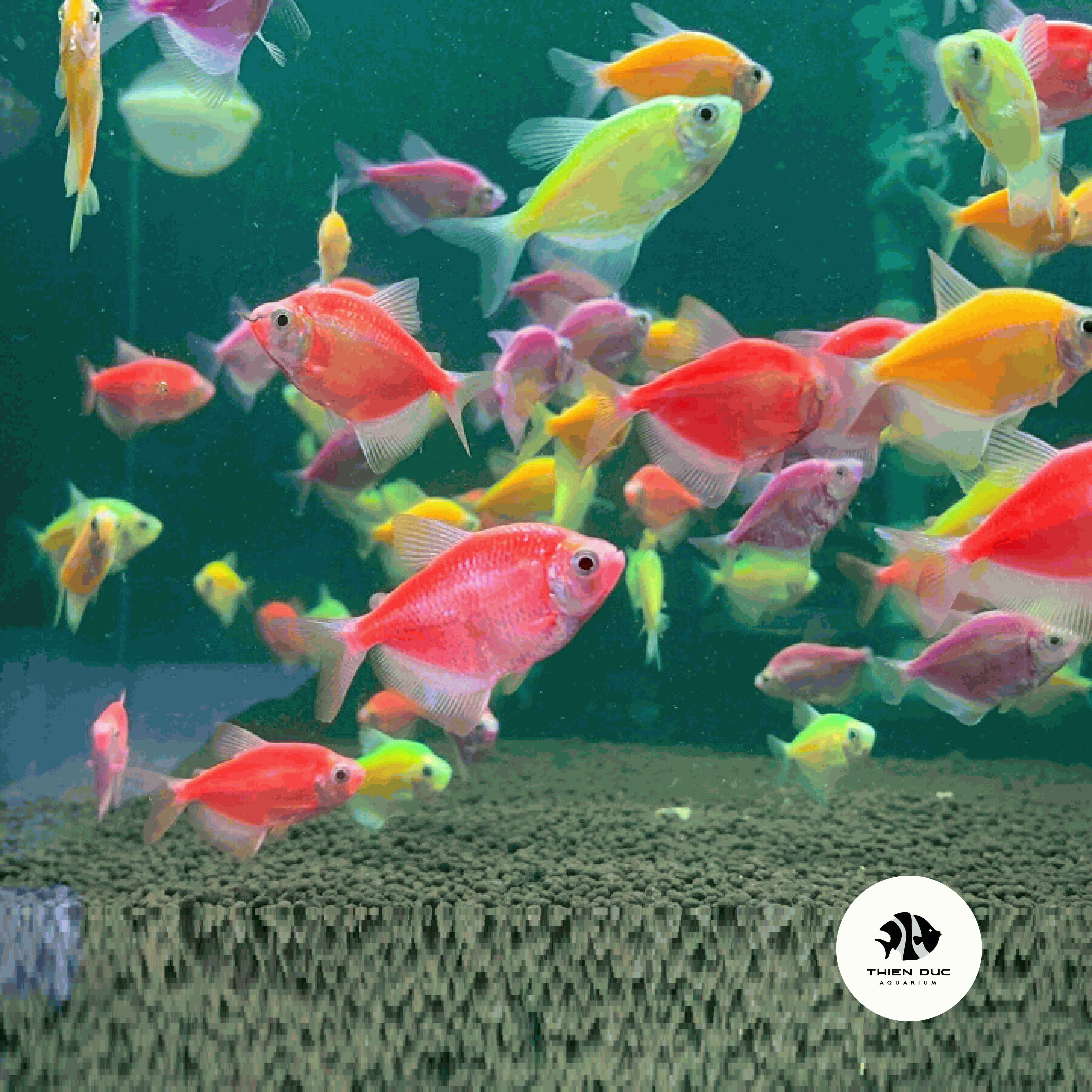 4. Nuôi cá cánh buồm trong bể cá cảnh