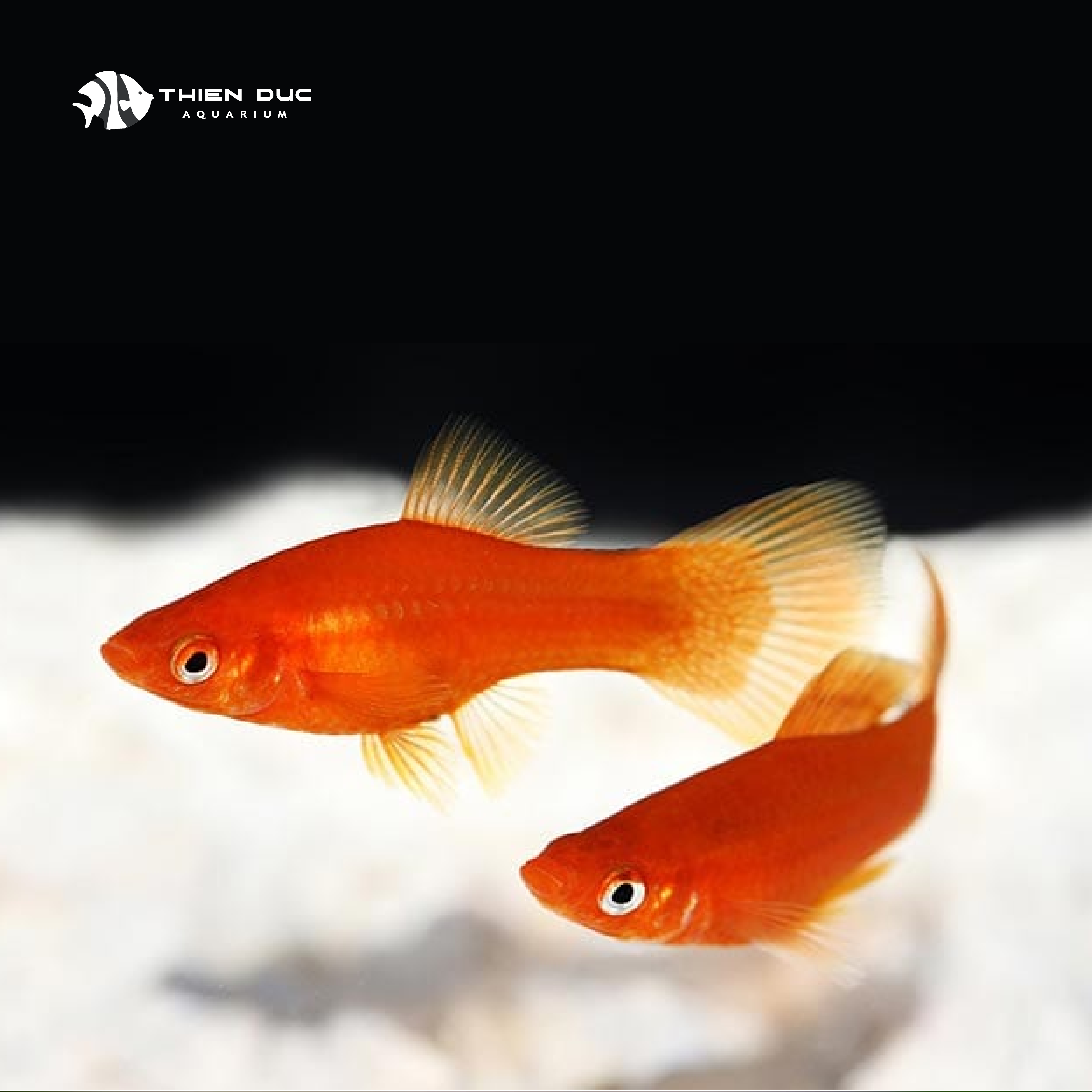 7. Các Phụ Kiện Cần Thiết Khi Nuôi Cá Đá Màu Đỏ