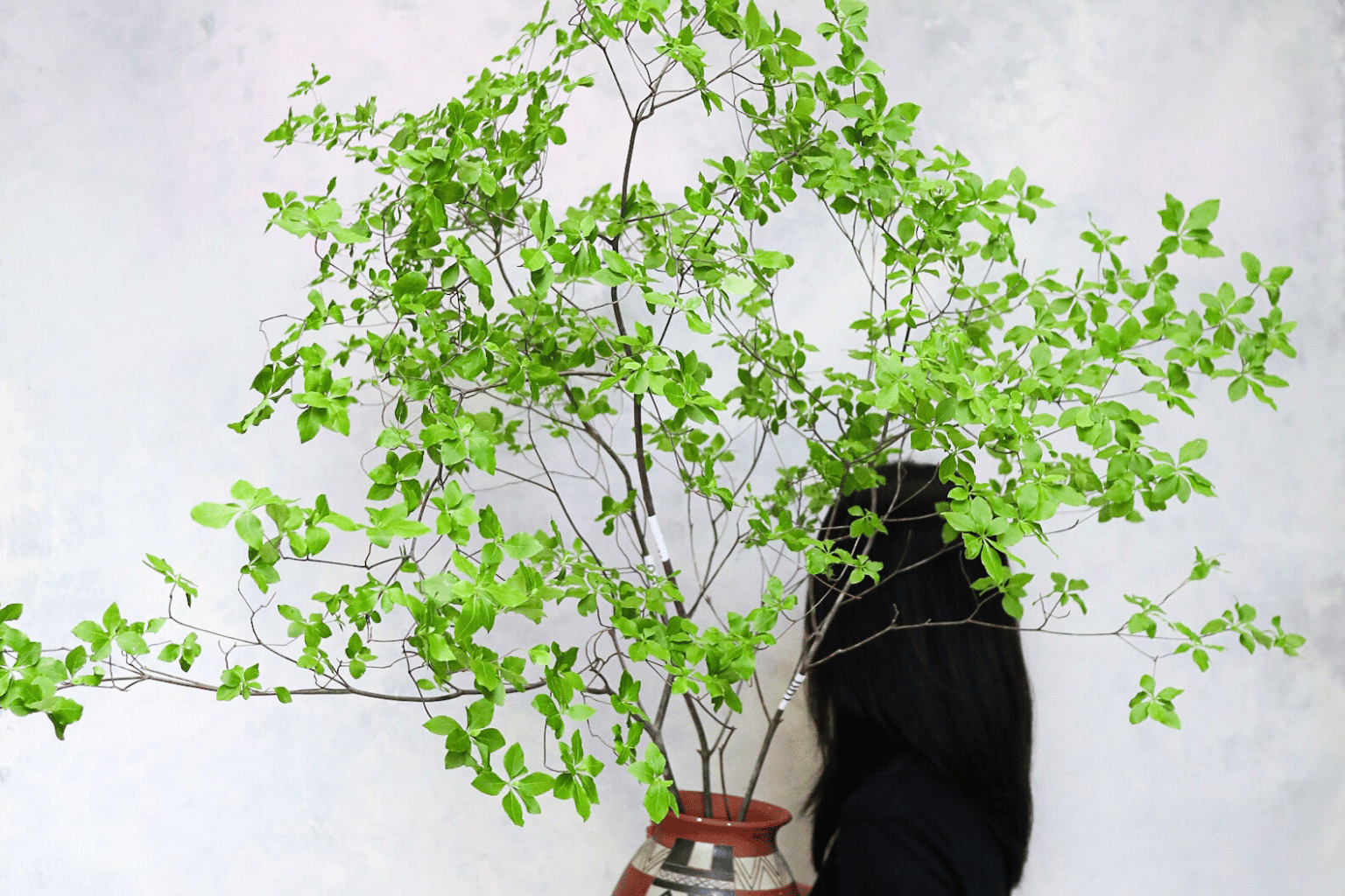 Cành Thạch Nam Nhật Bản là gì? Đặc điểm và cách chăm sóc