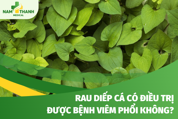 Rau diếp cá có điều trị được viêm phổi không