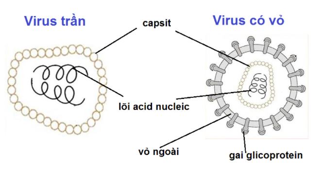 Tổng quan về virus và sự hình thành và tác hại của virus