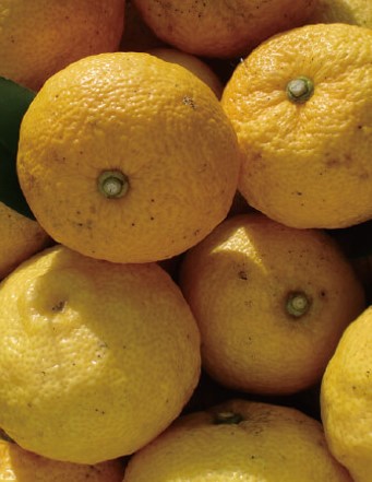 Nước Ép Yuzu 20L