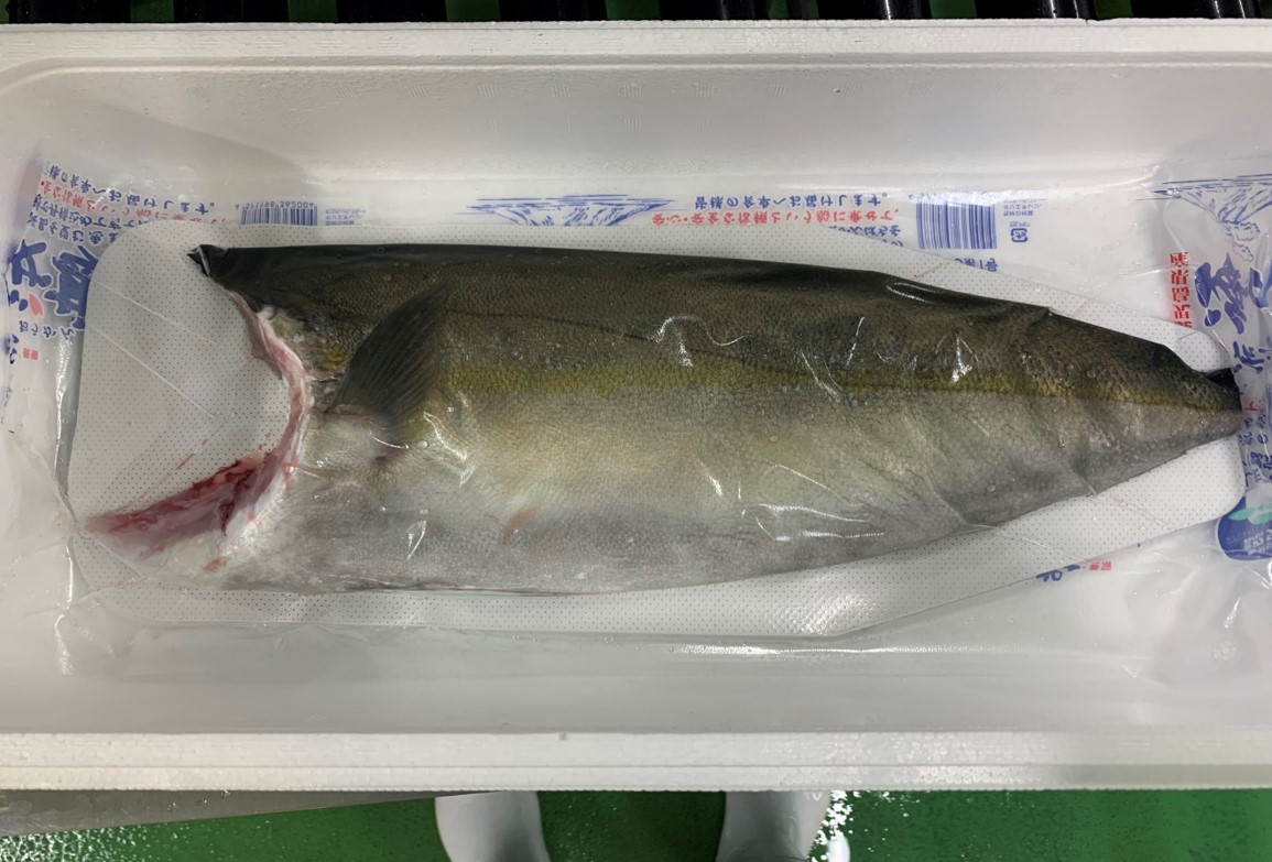 Cá cam fillet Sakura Kampachi