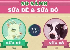 SO SÁNH SỮA DÊ VÀ SỮA BÒ LOẠI NÀO TỐT GIÚP BÉ TĂNG CÂN?