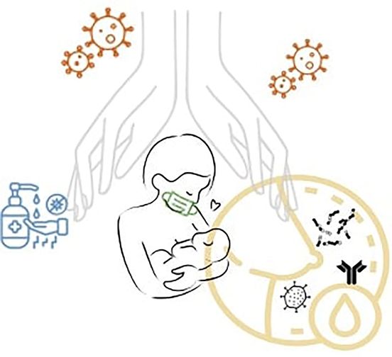 Hệ vi sinh vật từ sữa mẹ đến đường ruột của trẻ bằng cách nào?