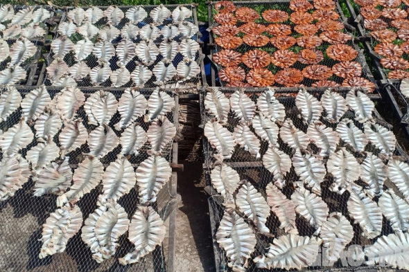 Làng cá khô đặc sản xứ biển Gành Hào tất bật vào vụ Tết