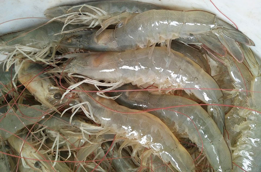 Kỹ thuật nuôi tôm thẻ chân trắng mùa mưa