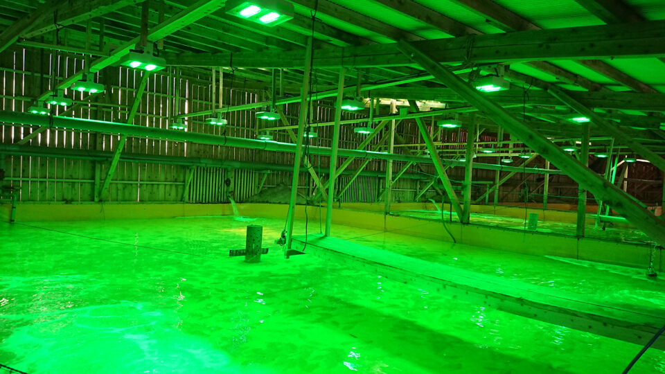 TĂNG TRƯỞNG BẰNG ÁNH SÁNG XANH – TRIỂN VỌNG TRONG NUÔI CÁ BƠN