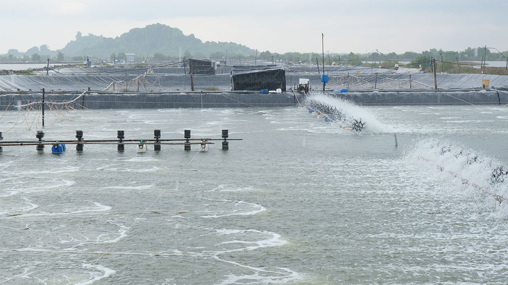 𝐍𝐔𝐎̂𝐈 𝐓𝐎̂𝐌 𝐓𝐑𝐎𝐍𝐆 𝐌𝐔̀𝐀 𝐌𝐔̛𝐀 🦐🦐🦐