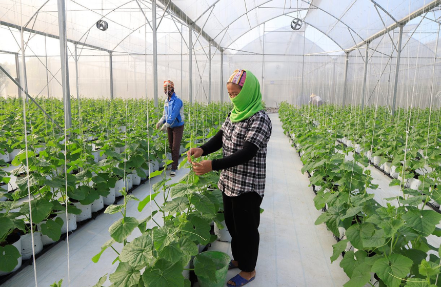 Nông Sản Sóc Sơn - Uy Tín và Chất Lượng