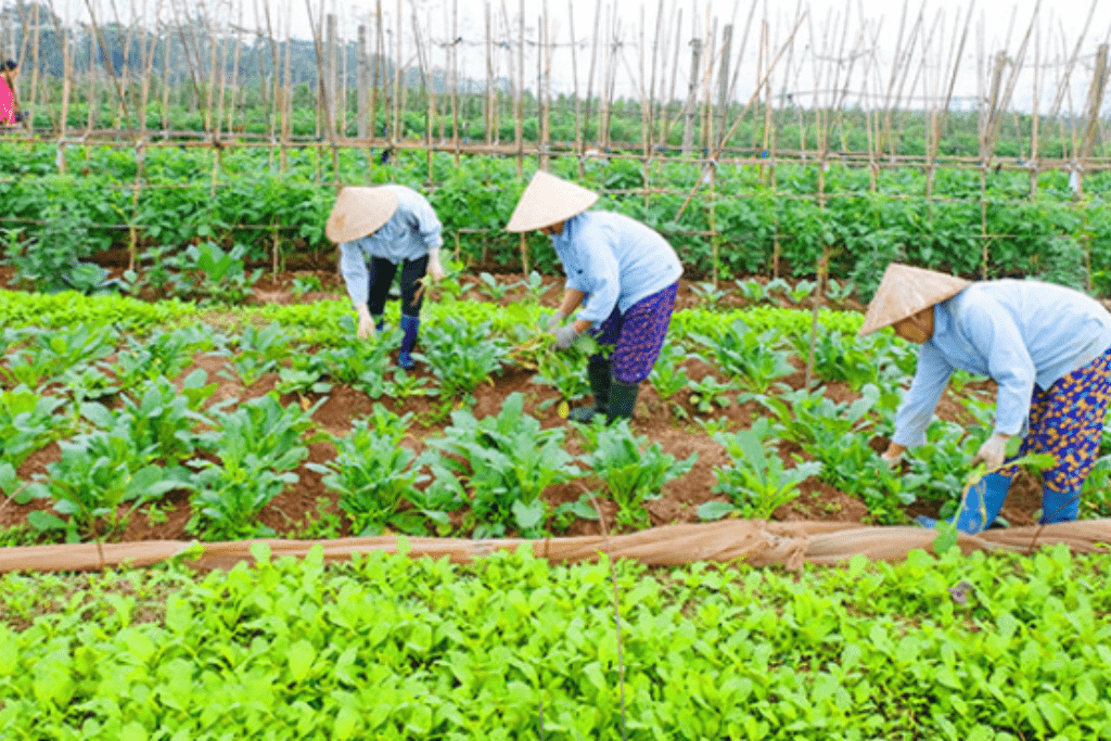 Mô hình trồng rau hữu cơ tại Sóc Sơn - Rau củ quả sạch Sóc Sơn