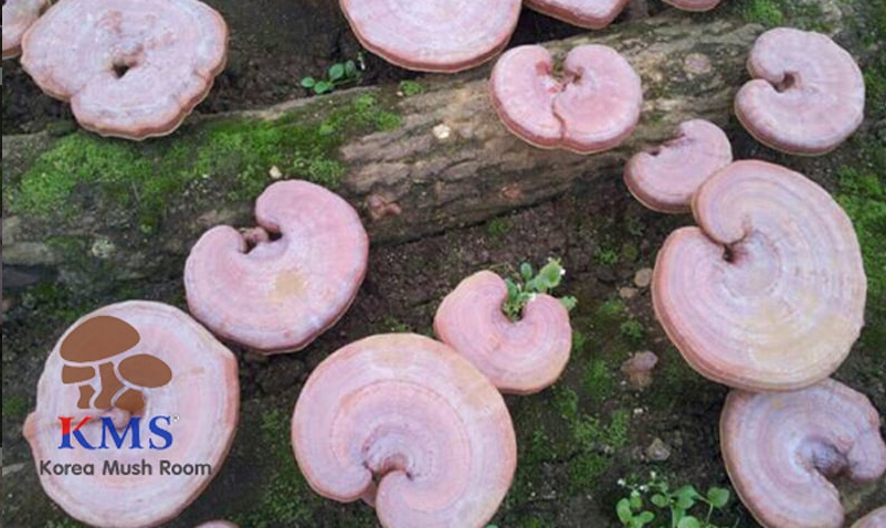 Nấm Việt KMS: Mô hình trồng nấm công nghệ cao điển hình tại Việt Nam