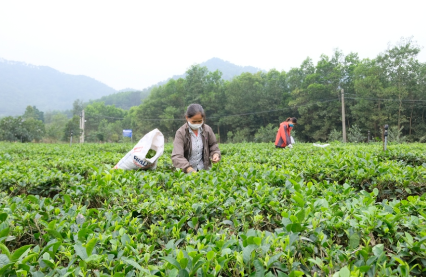 Đặc sản Sóc Sơn: Quà tặng độc đáo của vùng đất Hà Nội