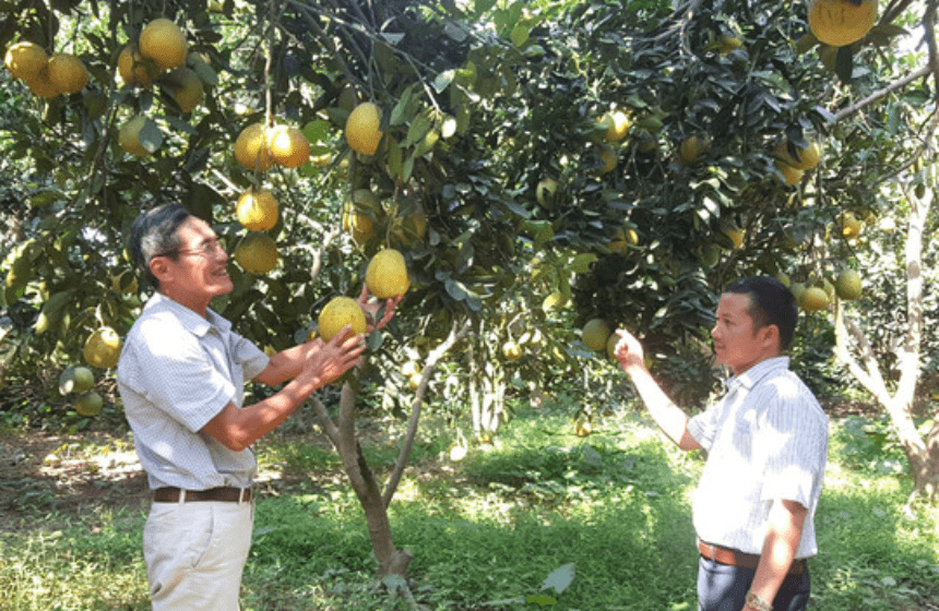 Bưởi Diễn Phú Cường - Sản phẩm nông sản sạch đạt chứng nhận OCOP 4 sao tại huyện Sóc Sơn, thành phố Hà Nội