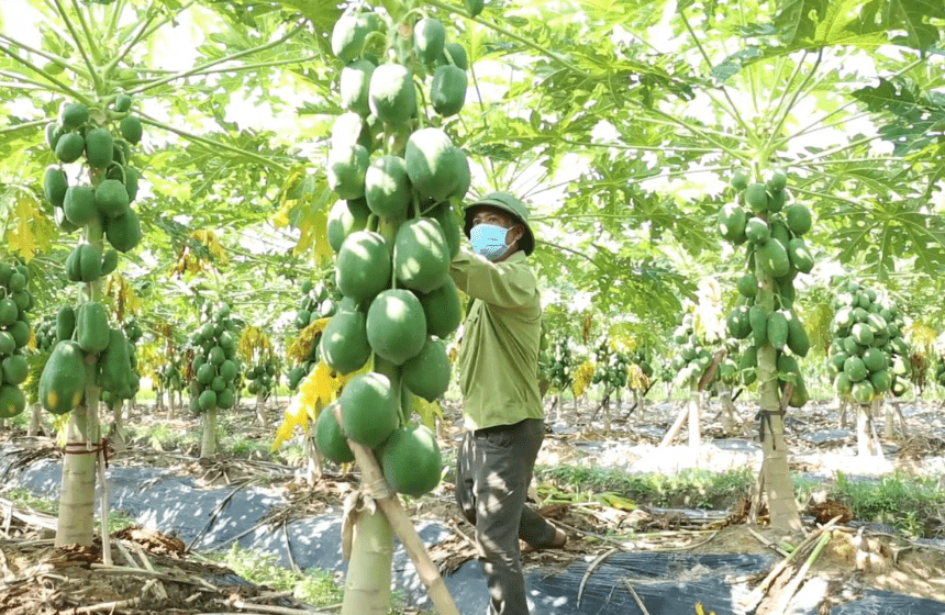 Sản phẩm OCOP huyện Sóc Sơn: Giá trị và đặc sản của đu đủ Nam Sơn