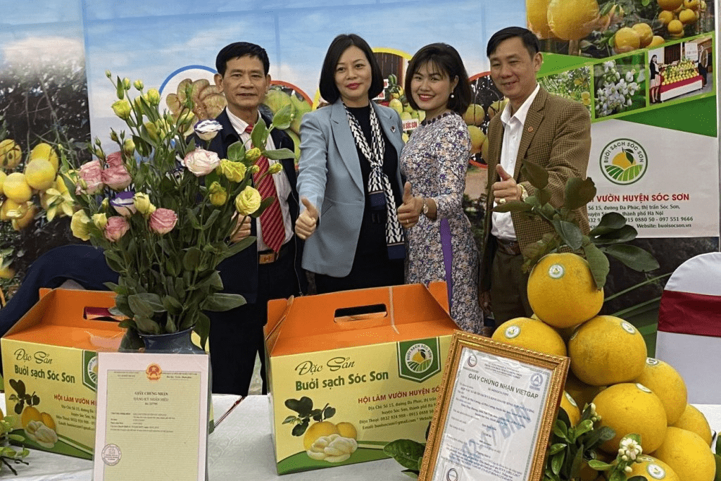 Bưởi diễn Phú Cường - Bưởi sạch Sóc Sơn: Tất cả những gì bạn cần biết