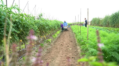 Xây dựng vùng nông nghiệp sạch ở Sóc Sơn – Nông sản Sóc Sơn