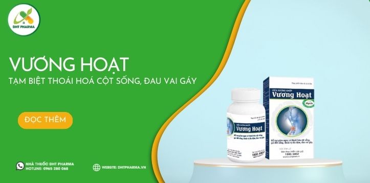 Vương Hoạt - hỗ trợ giảm nguy cơ thoái hóa cột sống, gai đốt sống, thoát vị đĩa đệm, đau vai gáy