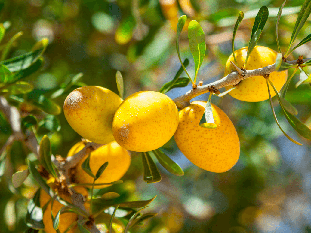 argan tree nuts