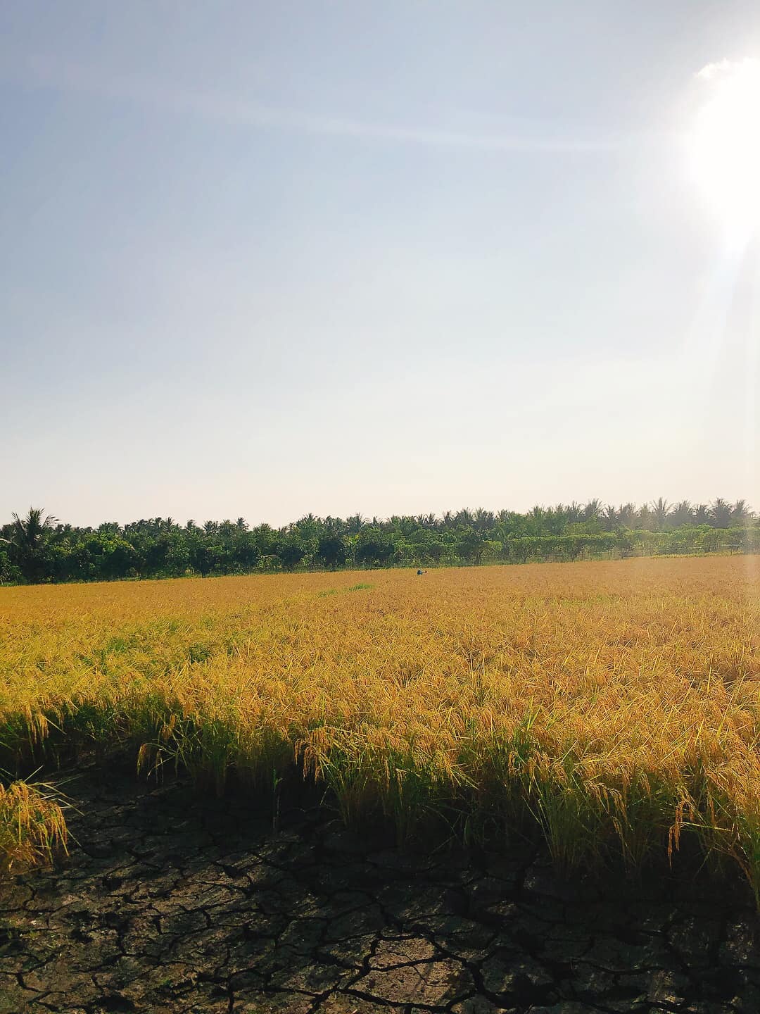 Gạo xát dối hữu cơ ST25 - chứng nhận hữu cơ USDA, JAS, EU