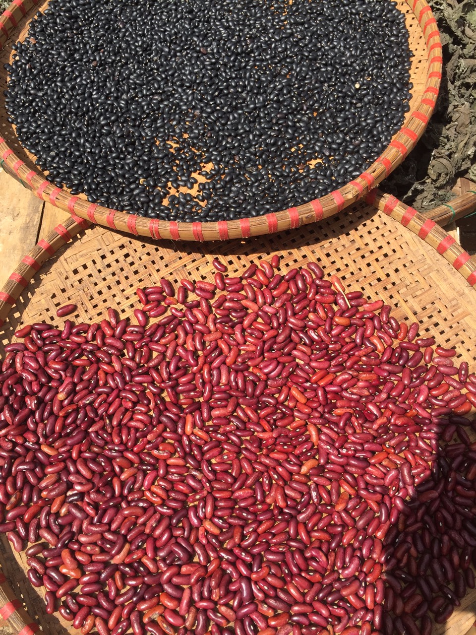 Đậu đỏ tây (kidney bean) vườn rừng - Noom