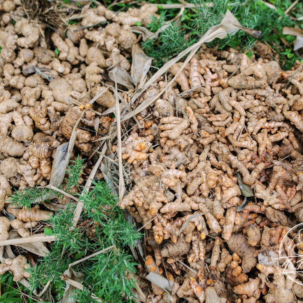 Trà gừng - Trà Gừng Lá Mây Farm