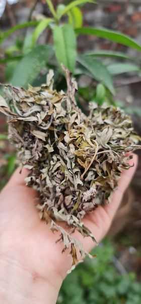 Điếu hơ ngải cứu rừng (1 gói 15 cây)