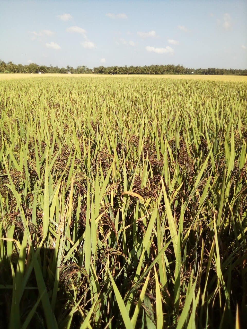 Gạo lứt tím thảo dược hữu cơ USDA EU 1kg