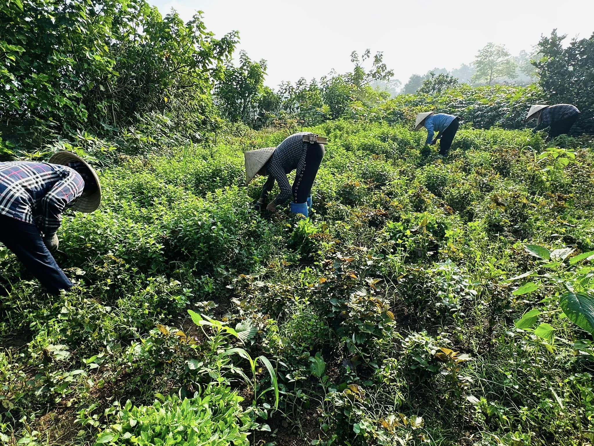 Trà Lá Bạc Hà Sấy Karose