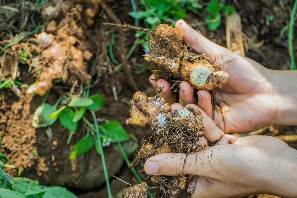 Bột gừng Noom 100g