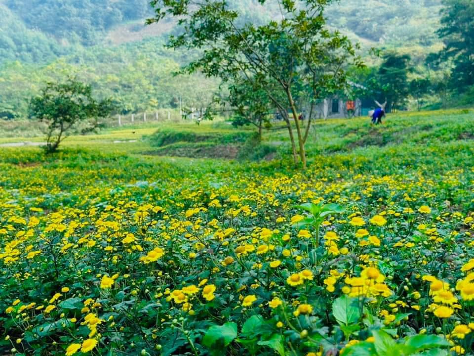 Cúc Cổ Trà Hoa hữu cơ Karose (lọ 20gr) - chứng nhận hữu cơ USDA