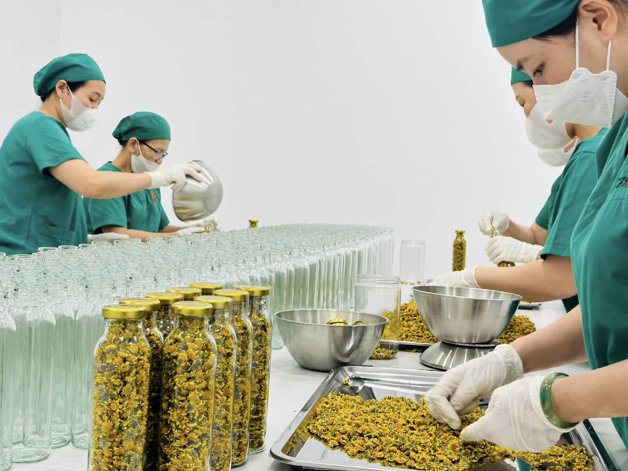 Cúc Cổ Trà Hoa hữu cơ Karose (lọ 20gr) - chứng nhận hữu cơ USDA