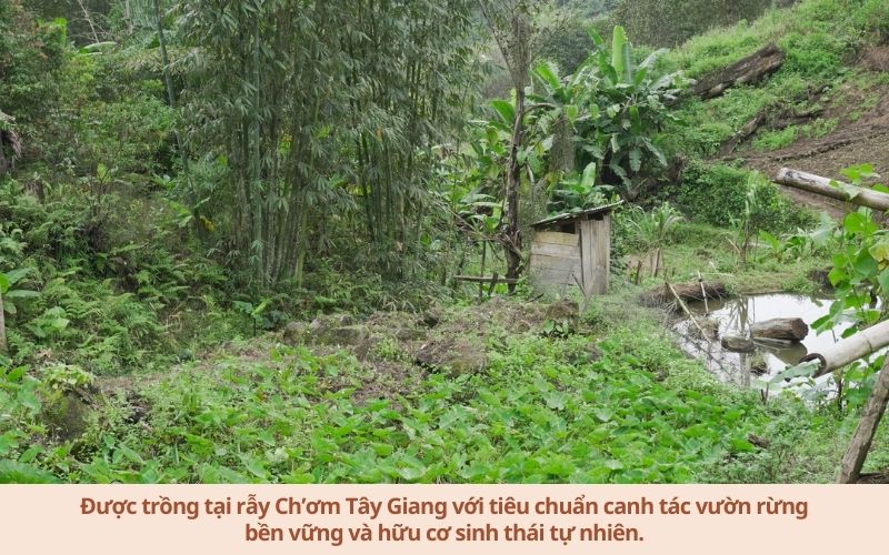 Đậu Tây Đen - Noom (100% giống thuần chủng, quy trình canh tác hữu cơ)