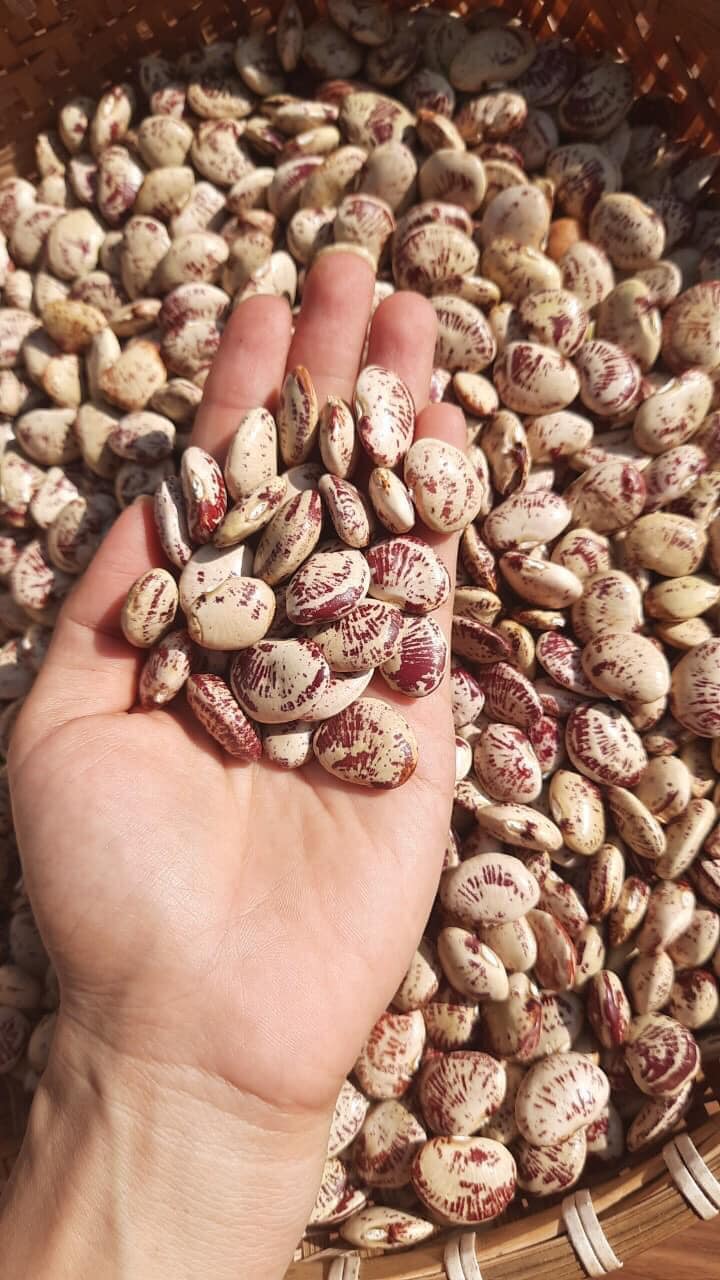 Đậu ngự khô vườn rừng Tây Giang - Noom