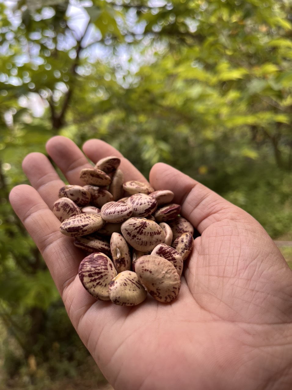 Đậu ngự khô vườn rừng Tây Giang - Noom