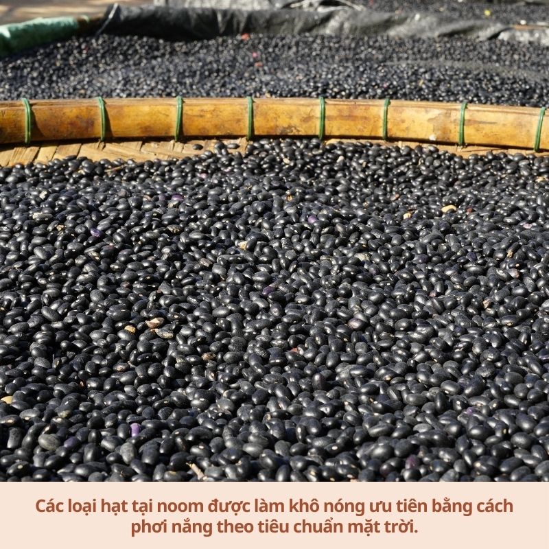 Đậu Tây Đen - Noom (100% giống thuần chủng, quy trình canh tác hữu cơ)