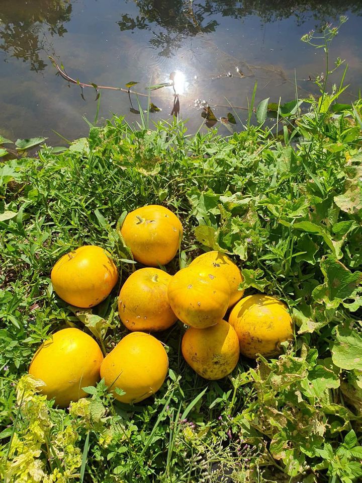 Dưa gang vàng quả tròn giống cũ
