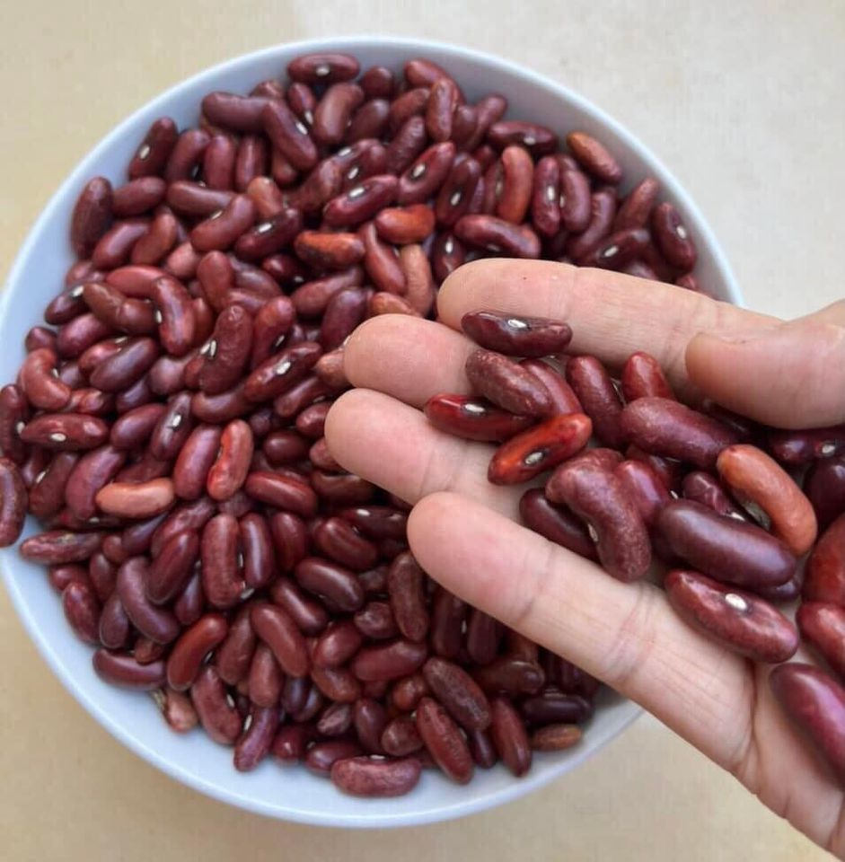 Đậu đỏ tây (kidney bean) vườn rừng - Noom