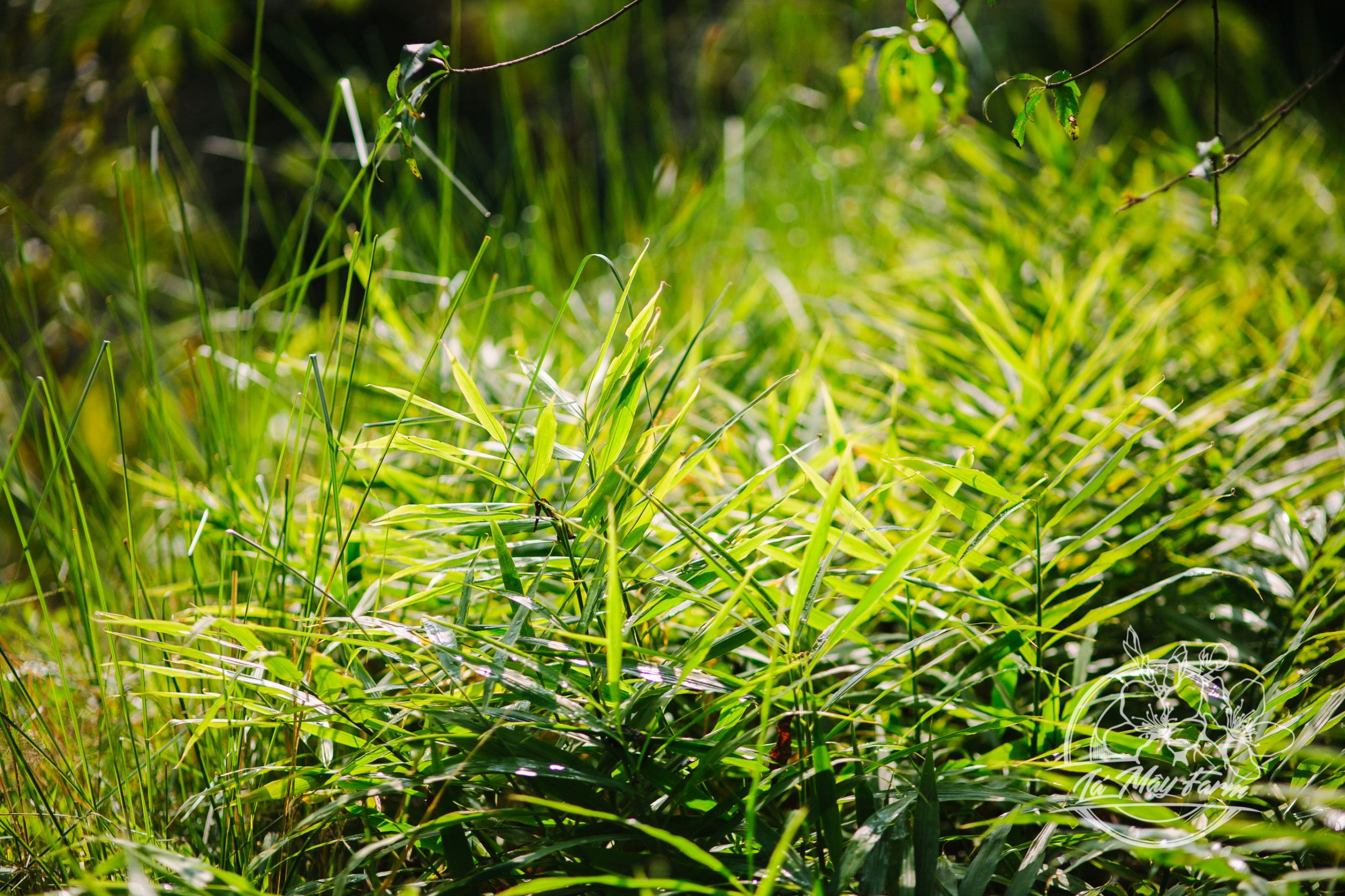 Gừng mật ong & Gừng muối mật ong  - Lá  Mây Farm