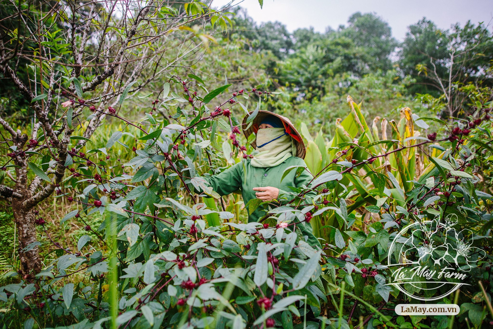 Trà Hibiscus,  Mứt Hibiscus, Siro Hibiscus - Lá Mây Farm