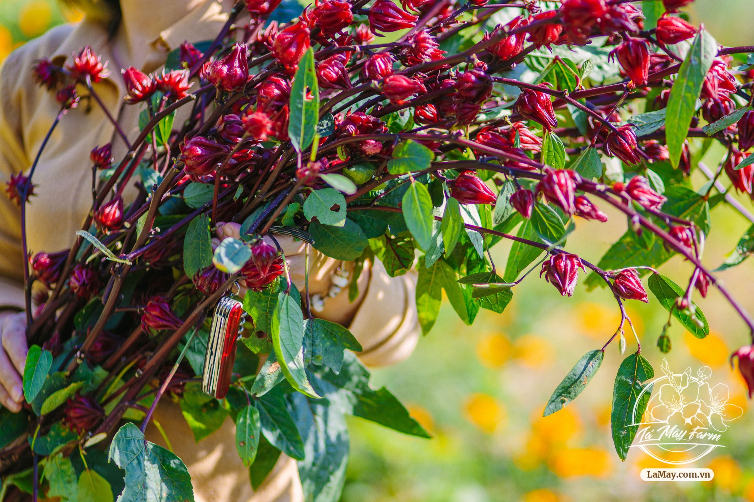 Trà Hibiscus,  Mứt Hibiscus, Siro Hibiscus - Lá Mây Farm