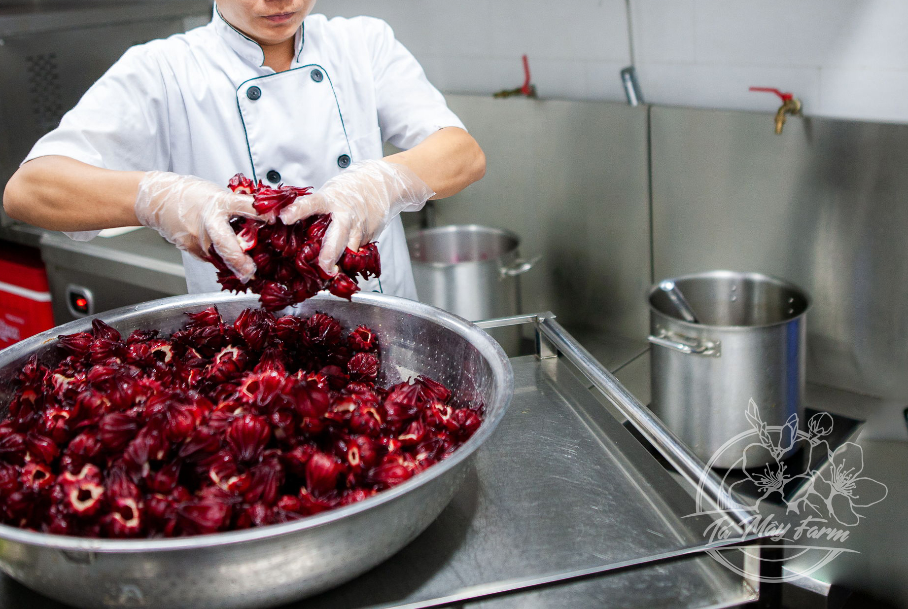 Trà Hibiscus,  Mứt Hibiscus, Siro Hibiscus - Lá Mây Farm