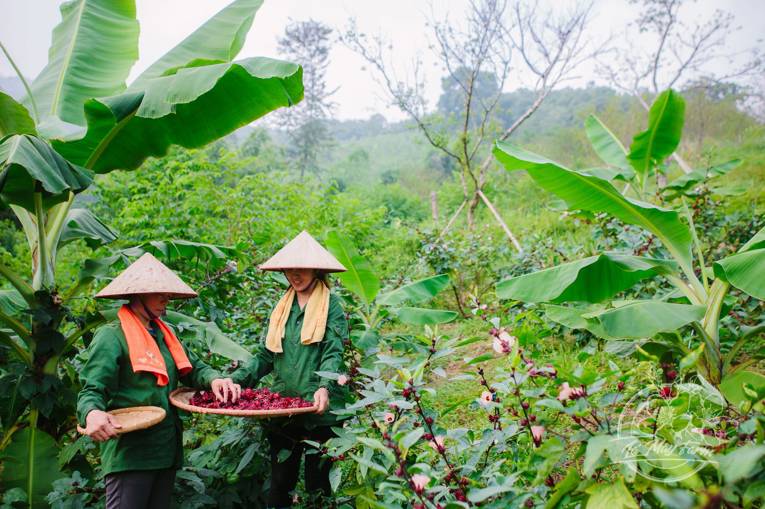 Trà Hibiscus,  Mứt Hibiscus, Siro Hibiscus - Lá Mây Farm