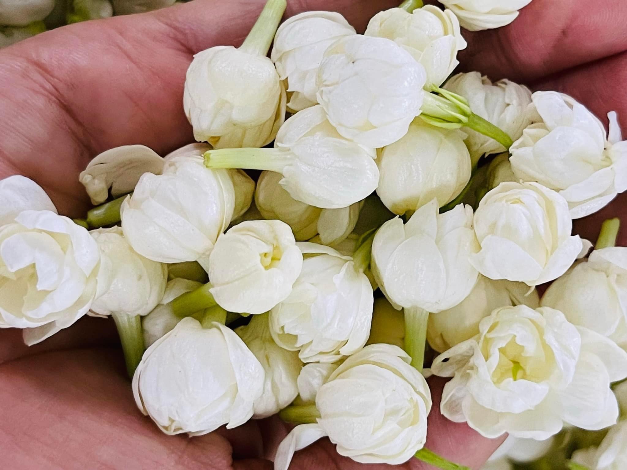 Nước cất hoa Nhài Karose 100ml (Jamine Flower distillate)